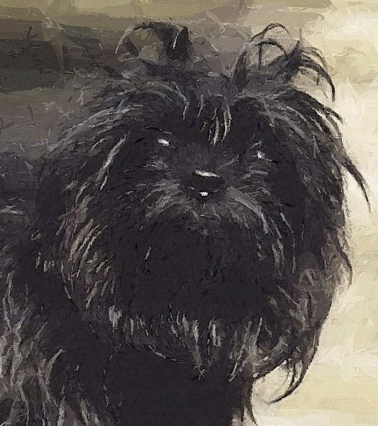 Hand Painted Effect Affenpinscher DOWNLOAD - 14 Pages